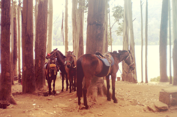 horses_free_photo